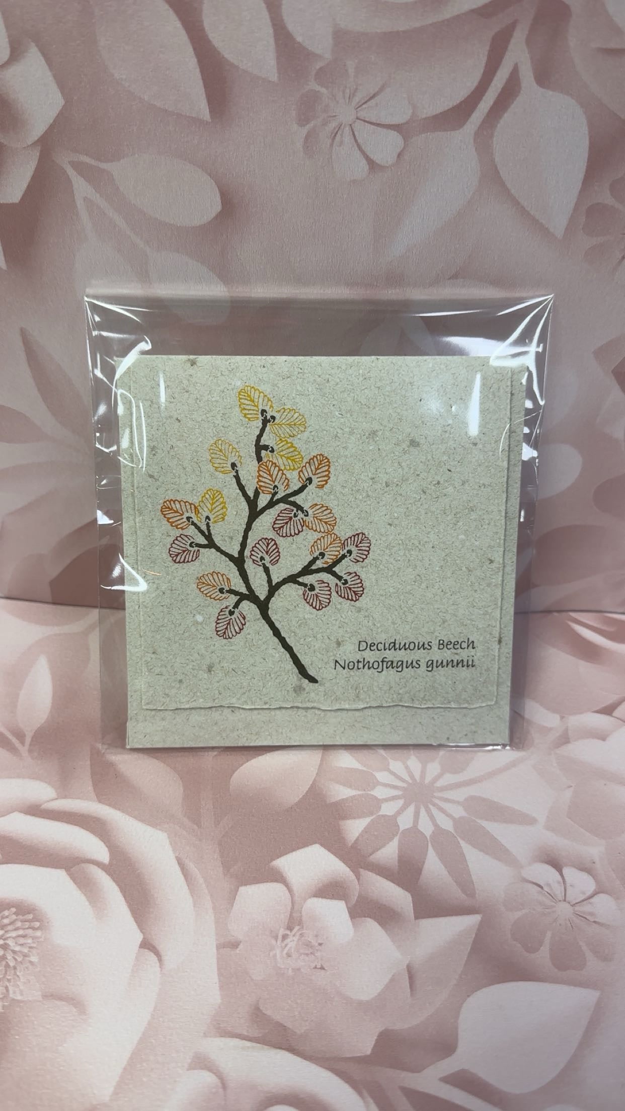 Plane Tree Cards