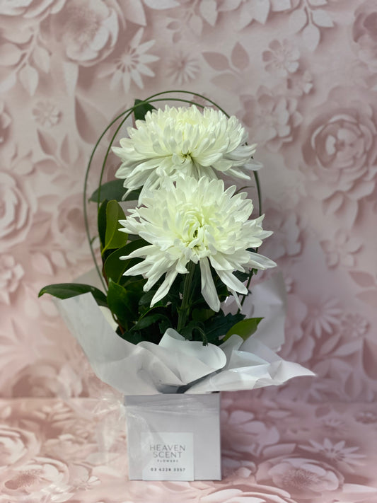 Florist Choice Miniature Box Arrangement