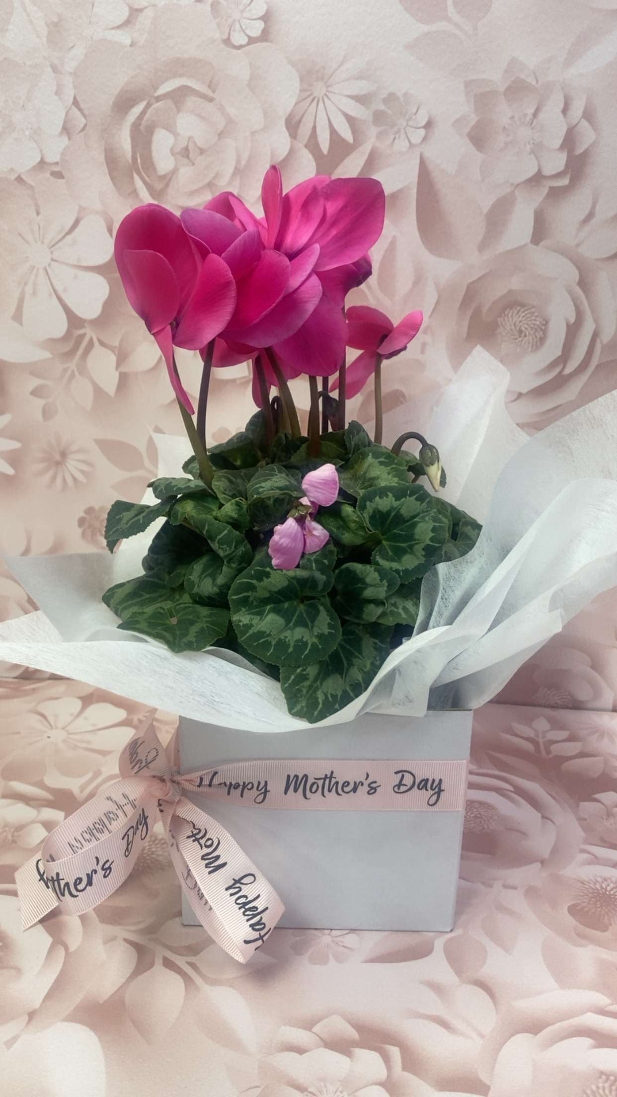 Cyclamen Indoor Plant