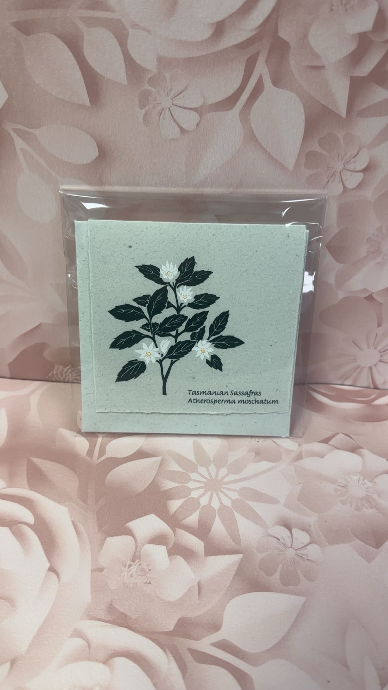 Plane Tree Cards